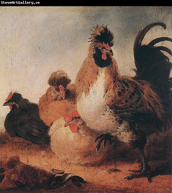 Aelbert Cuyp Rooster